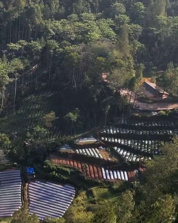 A frame from the reel: terraced farm plots cut into a forested hillside in warm morning light